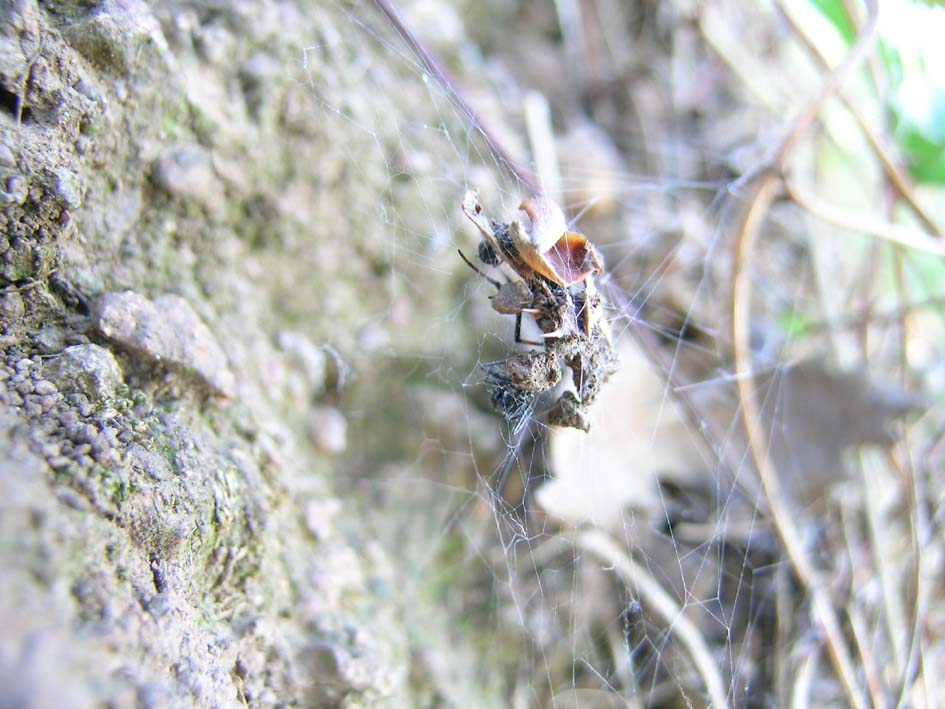 Latrodectus tredecimguttatus di Gallura